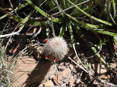 Mammillaria pottsii, photographed by Leticia Jiménez Hernández