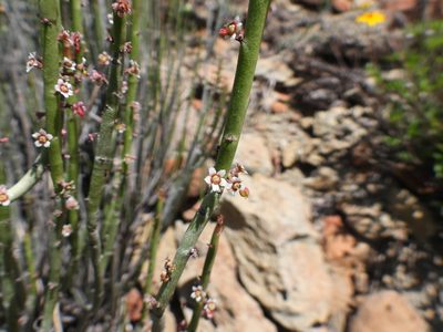 Euphorbia antisyphilitica, photographed by Leticia Jiménez Hernández