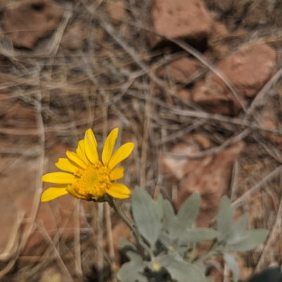 Picradeniopsis absinthifolia, photographed by Dominic Gentilcore