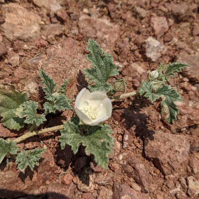 Malvella lepidota, photographed by Dominic Gentilcore