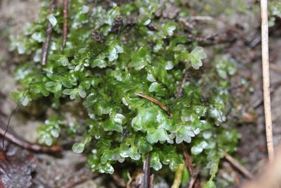 Achrophyllum dentatum, photographed by Joe Dillon