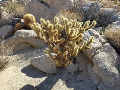 Cylindropuntia wolfii, photographed by Bob Miller