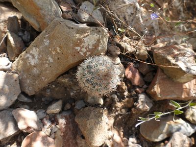 Mammillaria pottsii, photographed by Leticia Jiménez Hernández