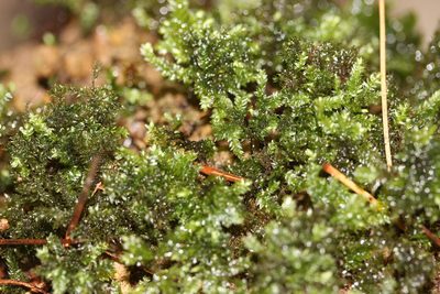 Hypnodendron arcuatum, photographed by Joe Dillon