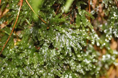 Symphyogyna hymenophyllum, photographed by Joe Dillon