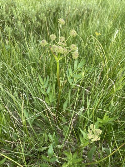 Angelica pinnata, photographed by Matt Berger