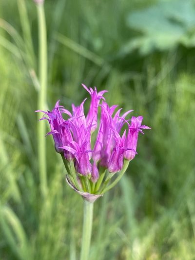 Allium brevistylum, photographed by Matt Berger