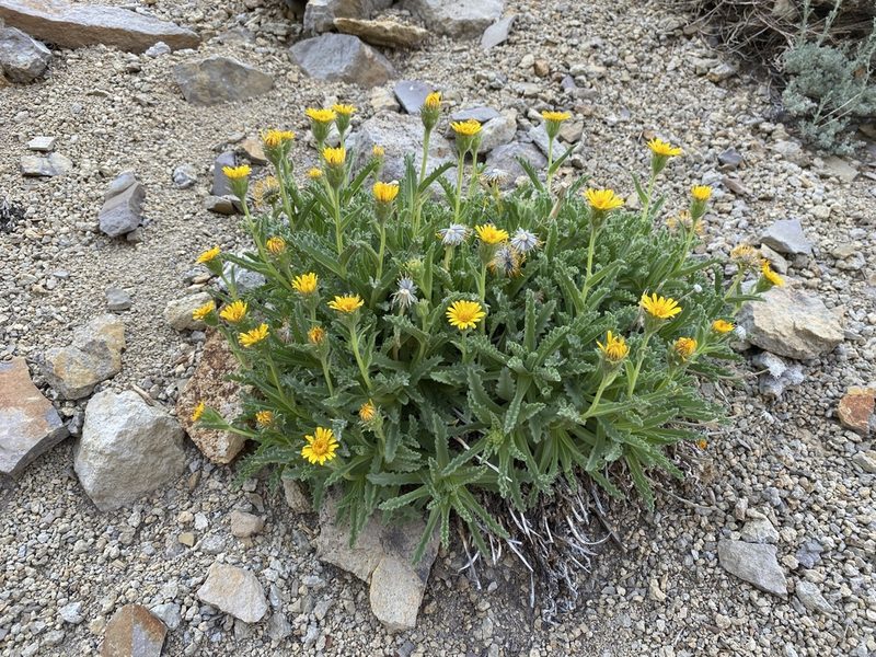Hulsea algida, photographed by Matt Berger