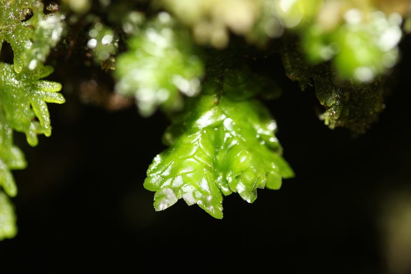 Schistochila repleta, photographed by Joe Dillon