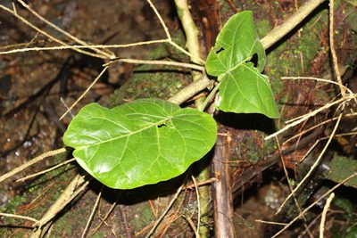 Solanum betaceum, photographed by Joe Dillon