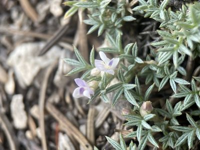 Astragalus kentrophyta, photographed by Matt Berger