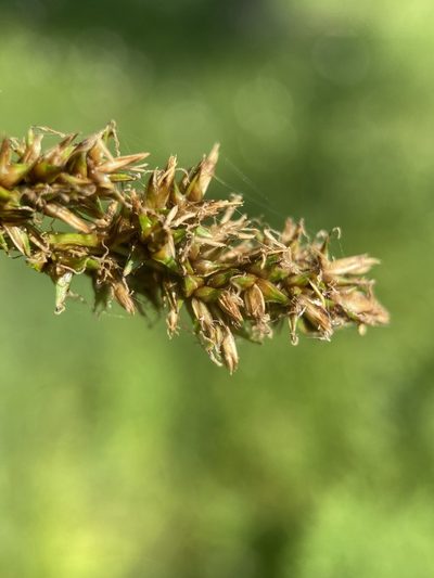 Carex cusickii, photographed by Matt Berger