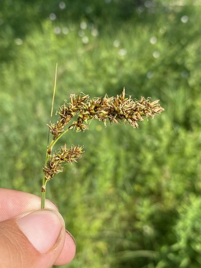 Carex cusickii, photographed by Matt Berger