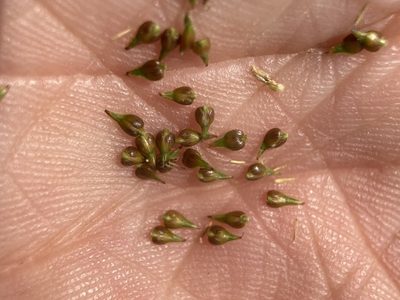 Carex cusickii, photographed by Matt Berger
