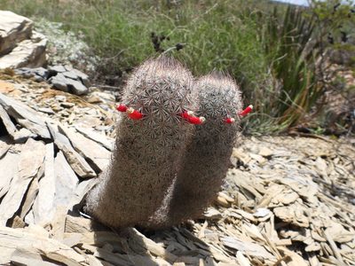Mammillaria pottsii, photographed by Leticia Jiménez Hernández