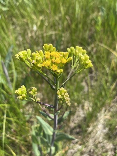 Senecio hydrophilus, photographed by Matt Berger
