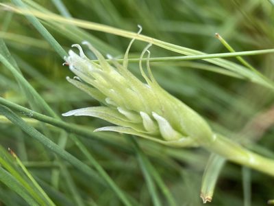 Spiranthes romanzoffiana, photographed by Matt Berger