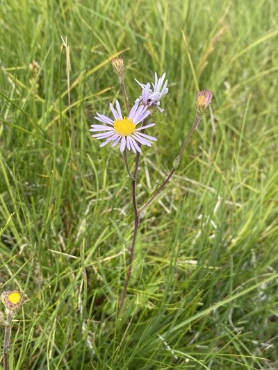 Symphyotrichum spathulatum, photographed by Matt Berger