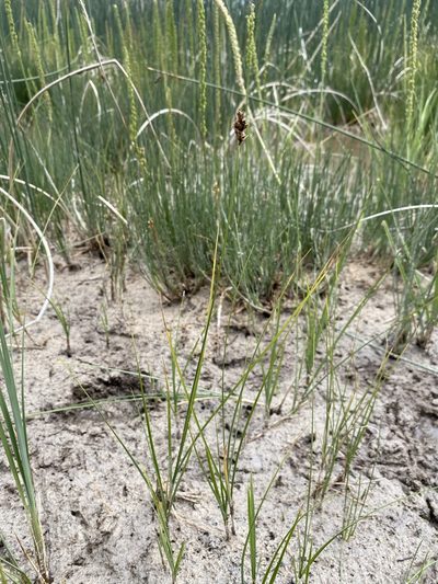 Carex simulata, photographed by Matt Berger