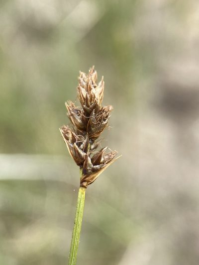 Carex simulata, photographed by Matt Berger