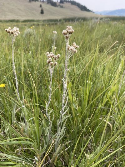 Antennaria pulcherrima, photographed by Matt Berger