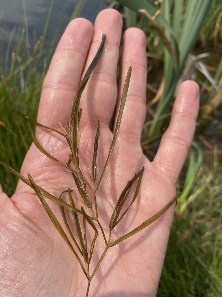Potamogeton friesii, photographed by Matt Berger