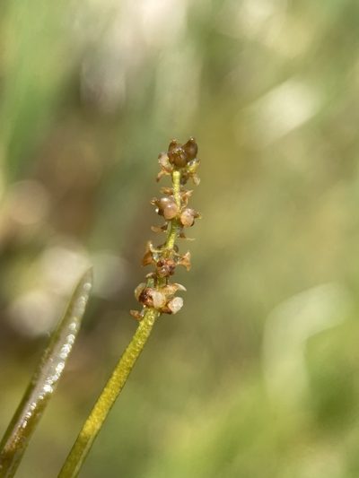 Potamogeton friesii, photographed by Matt Berger