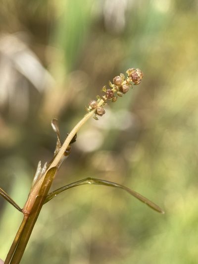 Potamogeton friesii, photographed by Matt Berger