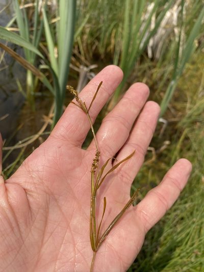 Potamogeton friesii, photographed by Matt Berger