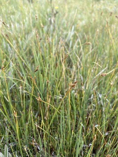 Carex microglochin, photographed by Matt Berger