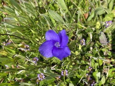 Gentianopsis thermalis, photographed by Matt Berger