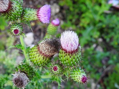 Cirsium mexicanum, photographed by amantedarmanin