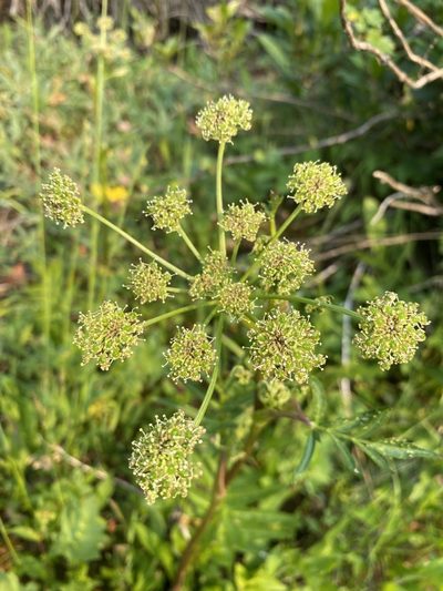 Angelica pinnata, photographed by Matt Berger