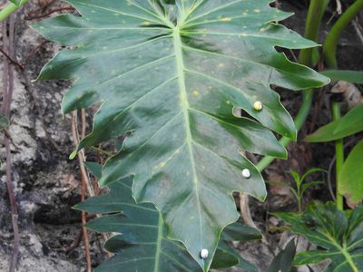 Philodendron lacerum, photographed by amantedarmanin