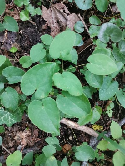 Epimedium alpinum, photographed by Ljaž