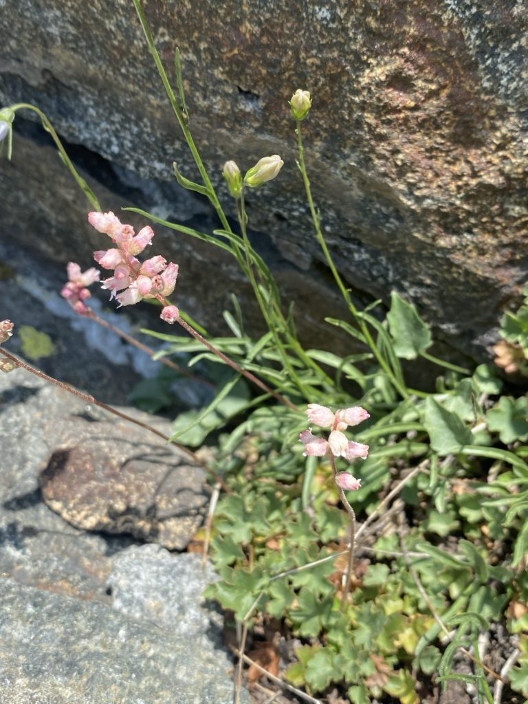 Heuchera grossulariifolia, photographed by Matt Berger