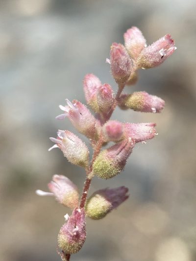 Heuchera grossulariifolia, photographed by Matt Berger