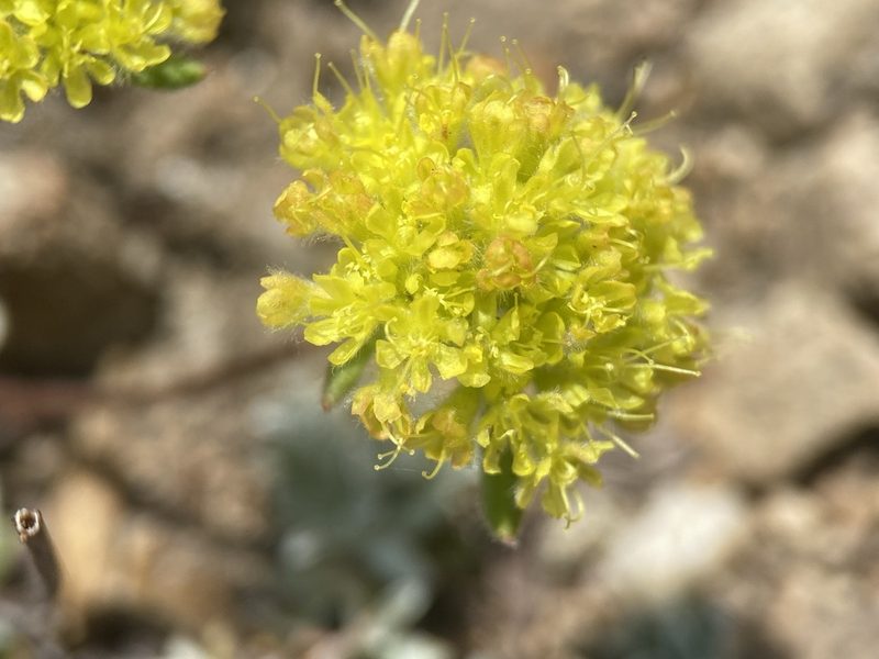 Eriogonum flavum, photographed by Matt Berger