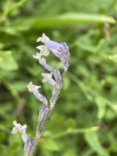 Chionophila tweedyi, photographed by Matt Berger