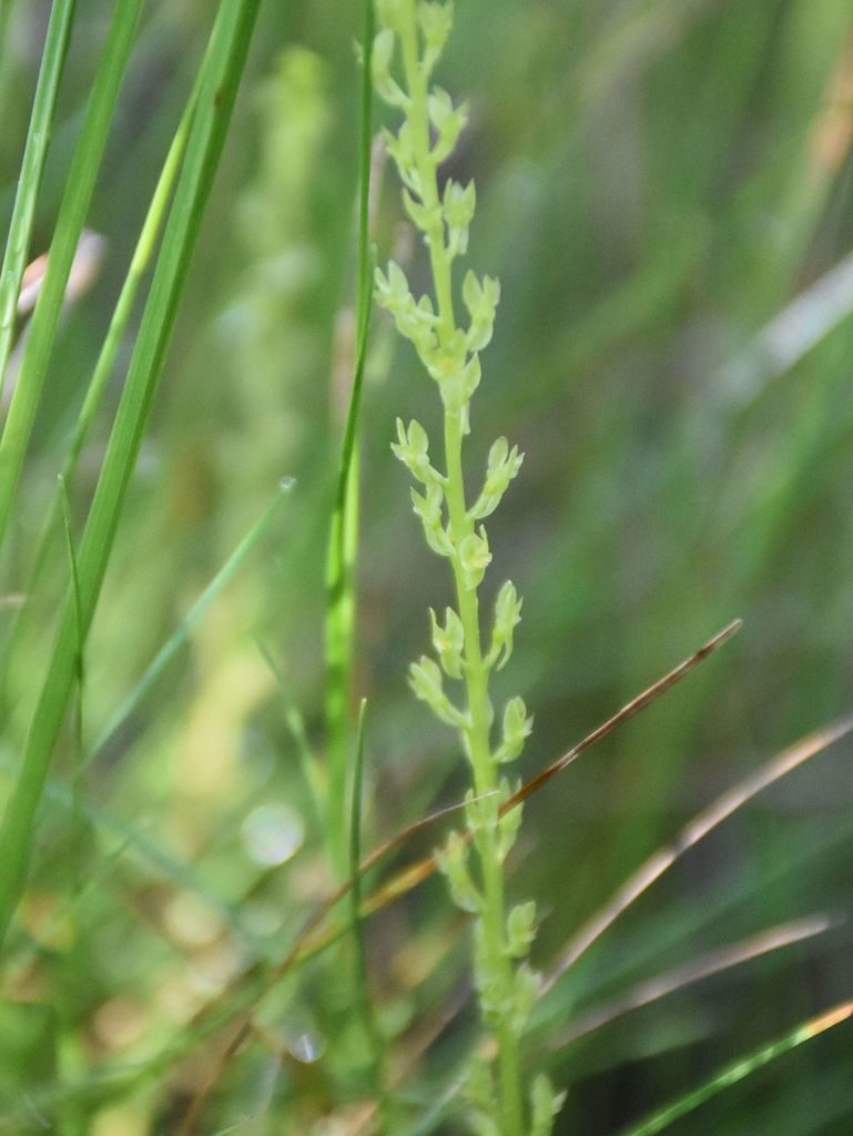 Hammarbya paludosa, photographed by Игорь Васильев