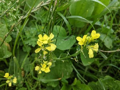 Sinapis alba, photographed by lukeromaine