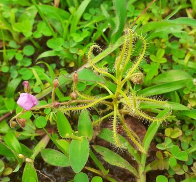 Drosera indica, photographed by OnePlanet