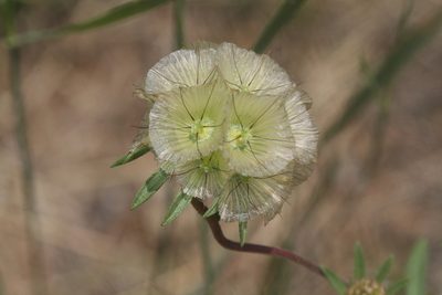 Lomelosia rotata, photographed by Edmundas Greimas