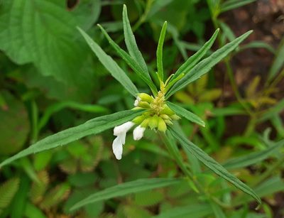 Leucas aspera, photographed by OnePlanet
