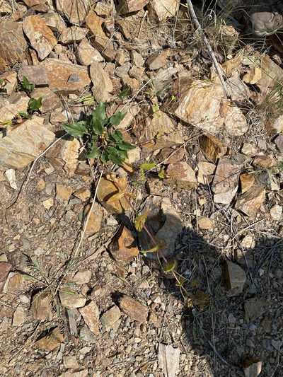 Penstemon wilcoxii, photographed by Matt Berger