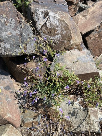 Penstemon diphyllus, photographed by Matt Berger