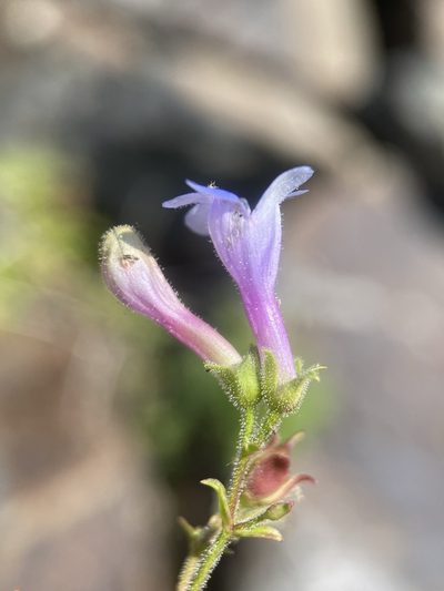 Penstemon diphyllus, photographed by Matt Berger