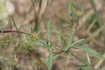 Lomelosia rotata, photographed by Edmundas Greimas