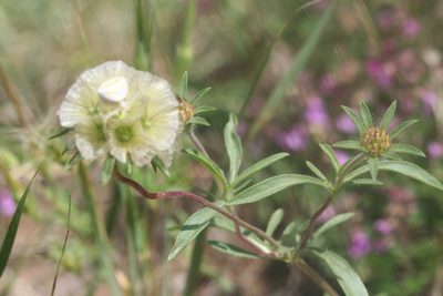 Lomelosia rotata, photographed by Edmundas Greimas