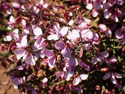Polygala microlopha, photographed by Di Turner